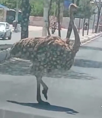 [VÍDEO] Avestruz é flagrado passeando pelas ruas de Mossoró e vídeo viraliza